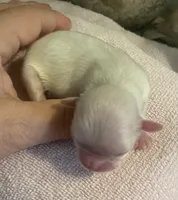 Imperial Snowball , a female Shih Tzu for sale in Lexington, NC – Photo 2 of 9
