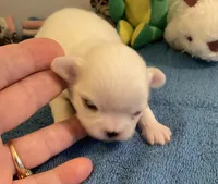Imperial Snowball , a female Shih Tzu for sale in Lexington, NC – Photo 5 of 8