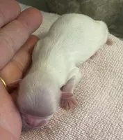 Imperial Snowball , a female Shih Tzu for sale in Lexington, NC – Photo 9 of 9
