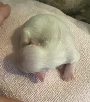 Imperial Snowball , a female Shih Tzu for sale in Lexington, NC – Photo 7 of 9