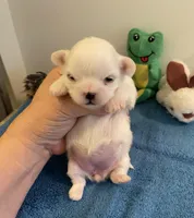 Imperial Snowball , a female Shih Tzu for sale in Lexington, NC – Photo 4 of 8