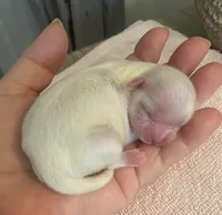 Imperial Snowball , a female Shih Tzu for sale in Lexington, NC – Photo 3 of 9