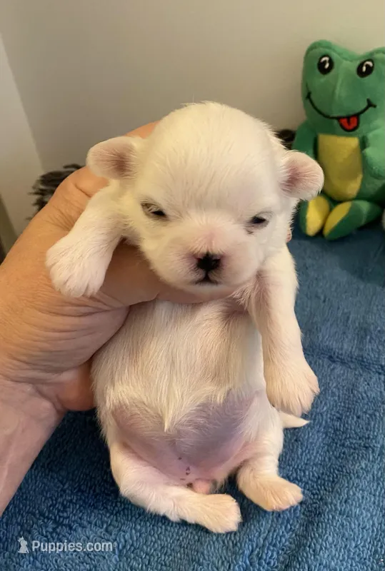 Imperial Snowball  – Shih Tzu puppy for sale in Lexington, NC