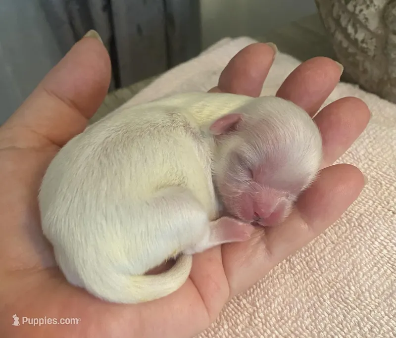 Imperial Snowball  – Shih Tzu puppy for sale in Lexington, NC