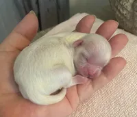 Imperial Snowball , a female Shih Tzu for sale in Lexington, NC – Photo 1 of 9