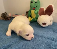 Imperial Snowball , a female Shih Tzu for sale in Lexington, NC – Photo 8 of 8