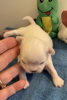 Imperial Snowball , a female Shih Tzu for sale in Lexington, NC – Photo 3 of 8