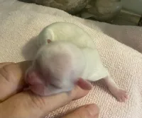 Imperial Snowball , a female Shih Tzu for sale in Lexington, NC – Photo 5 of 9