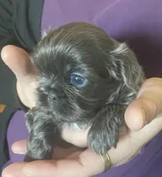 Blue girl- Imperial CKC, a female Shih Tzu for sale in Lexington, NC – Photo 5 of 9