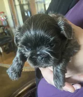 Blue girl- Imperial CKC, a female Shih Tzu for sale in Lexington, NC – Photo 6 of 9