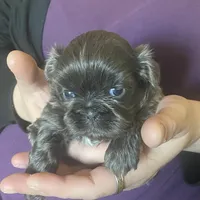 Blue girl- Imperial CKC, a female Shih Tzu for sale in Lexington, NC – Photo 1 of 9