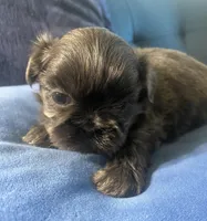 Blue girl- Imperial CKC, a female Shih Tzu for sale in Lexington, NC – Photo 8 of 9