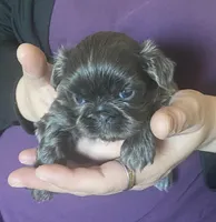 Blue girl- Imperial CKC, a female Shih Tzu for sale in Lexington, NC – Photo 4 of 9