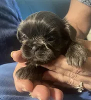 Blue girl- Imperial CKC, a female Shih Tzu for sale in Lexington, NC – Photo 9 of 9