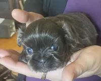 Blue girl- Imperial CKC, a female Shih Tzu for sale in Lexington, NC – Photo 7 of 9
