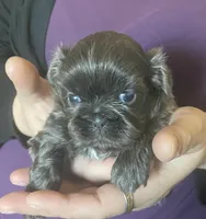 Blue girl- Imperial CKC, a female Shih Tzu for sale in Lexington, NC – Photo 3 of 9
