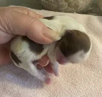 Imperial Mei Mei, a female Shih Tzu for sale in Lexington, NC – Photo 7 of 10