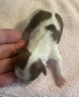 Imperial Mei Mei, a female Shih Tzu for sale in Lexington, NC – Photo 9 of 10