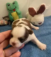 Imperial Mei Mei, a female Shih Tzu for sale in Lexington, NC – Photo 5 of 10