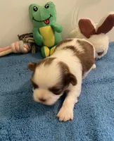 Imperial Mei Mei, a female Shih Tzu for sale in Lexington, NC – Photo 10 of 10