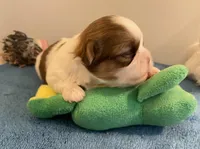 Imperial Mei Mei, a female Shih Tzu for sale in Lexington, NC – Photo 2 of 10