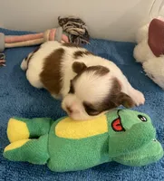 Imperial Mei Mei, a female Shih Tzu for sale in Lexington, NC – Photo 7 of 10