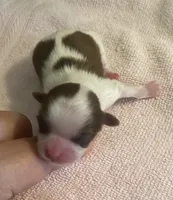 Imperial Mei Mei, a female Shih Tzu for sale in Lexington, NC – Photo 6 of 10