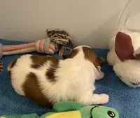 Imperial Mei Mei, a female Shih Tzu for sale in Lexington, NC – Photo 4 of 10