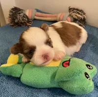 Imperial Mei Mei, a female Shih Tzu for sale in Lexington, NC – Photo 3 of 10