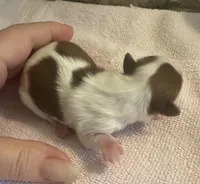 Imperial Mei Mei, a female Shih Tzu for sale in Lexington, NC – Photo 2 of 10