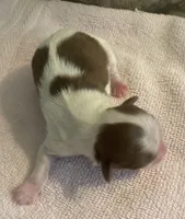 Imperial Mei Mei, a female Shih Tzu for sale in Lexington, NC – Photo 4 of 10