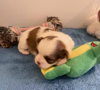 Imperial Mei Mei, a female Shih Tzu for sale in Lexington, NC – Photo 8 of 10