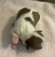 Imperial Mei Mei, a female Shih Tzu for sale in Lexington, NC – Photo 8 of 10