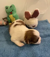 Imperial Mei Mei, a female Shih Tzu for sale in Lexington, NC – Photo 9 of 10