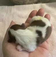 Imperial Mei Mei, a female Shih Tzu for sale in Lexington, NC – Photo 10 of 10