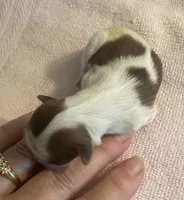 Imperial Mei Mei, a female Shih Tzu for sale in Lexington, NC – Photo 3 of 10