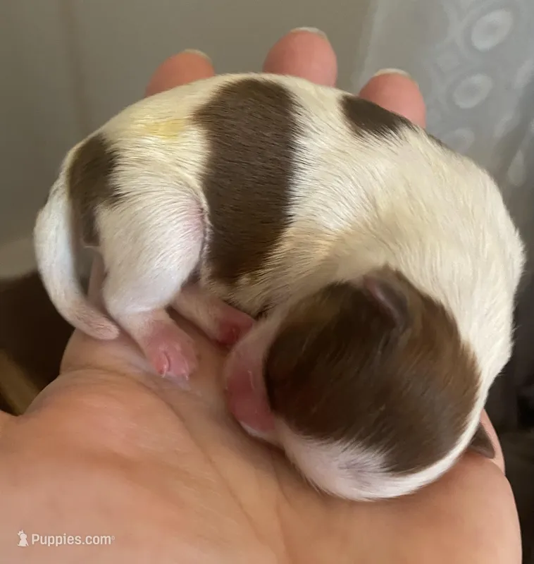 Imperial Mei Mei – Shih Tzu puppy for sale in Lexington, NC