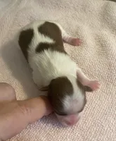 Imperial Mei Mei, a female Shih Tzu for sale in Lexington, NC – Photo 5 of 10