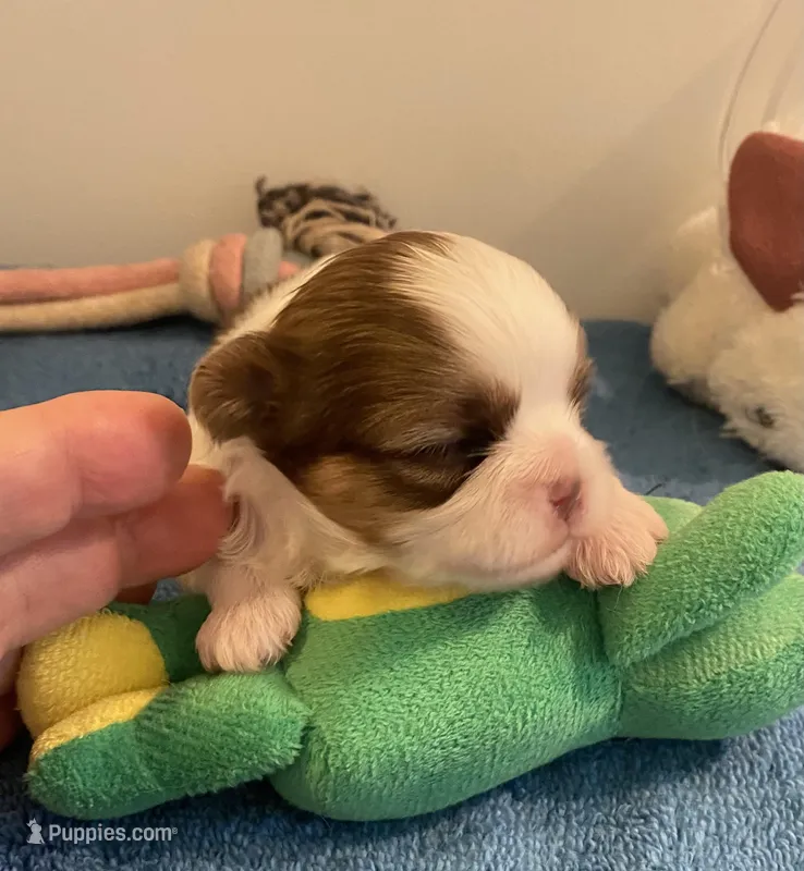 Imperial Mei Mei – Shih Tzu puppy for sale in Lexington, NC
