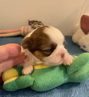 Imperial Mei Mei, a female Shih Tzu for sale in Lexington, NC – Photo 1 of 10