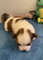 Imperial Mei Mei, a female Shih Tzu for sale in Lexington, NC – Photo 6 of 10