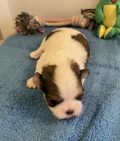 Imperial Love bug, a female Shih Tzu for sale in Lexington, NC – Photo 7 of 8