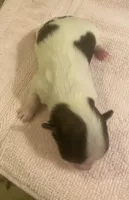 Imperial Love bug, a female Shih Tzu for sale in Lexington, NC – Photo 8 of 10