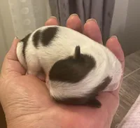 Imperial Love bug, a female Shih Tzu for sale in Lexington, NC – Photo 4 of 10