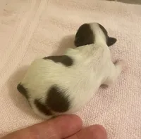 Imperial Love bug, a female Shih Tzu for sale in Lexington, NC – Photo 7 of 10