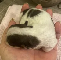 Imperial Love bug, a female Shih Tzu for sale in Lexington, NC – Photo 3 of 10