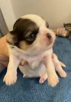 Imperial Love bug, a female Shih Tzu for sale in Lexington, NC – Photo 1 of 8