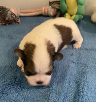 Imperial Love bug, a female Shih Tzu for sale in Lexington, NC – Photo 4 of 8