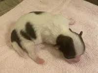 Imperial Love bug, a female Shih Tzu for sale in Lexington, NC – Photo 9 of 10