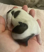 Imperial Love bug, a female Shih Tzu for sale in Lexington, NC – Photo 2 of 10